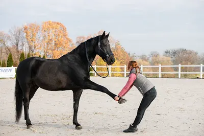RH Physio Marzena Kandziora. Fizjoterapia Jeźdźca i Konia.